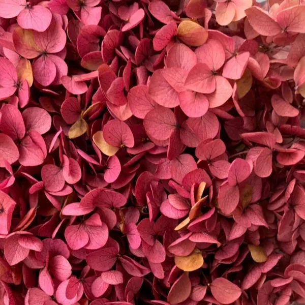 CẨM TÚ CẦU