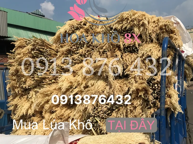 Mua Lúa Khô, Lúa Mạch Khô, Lúa Decor Ở Đâu?