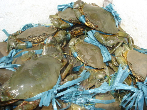 Cách chọn cua, ghẹ tươi ngon