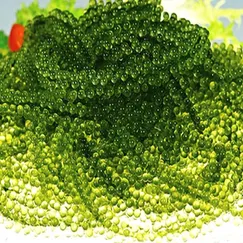 Fresh Grape Seaweed