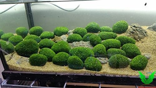 Đá rêu minifiss Đá rêu minifiss