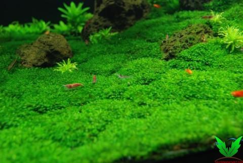 Tép rất thích rêu minifiss Tép rất thích rêu minifiss