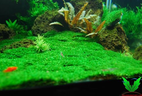 Rêu minifiss trải nền Rêu minifiss trải nền