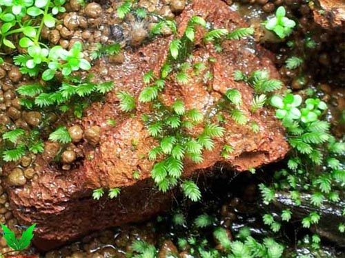 Rêu minifiss ngoài thiên nhiên Rêu minifiss ngoài thiên nhiên
