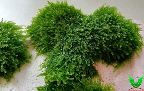 Hình Rêu Mini Taiwan – Mini Taiwan Moss Hình Rêu Mini Taiwan – Mini Taiwan Moss