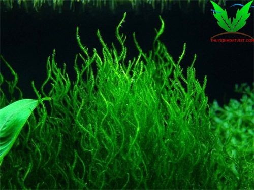 Flame Moss - Rêu lữa Flame Moss - Rêu lữa