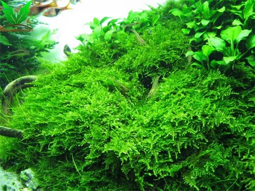 Rêu Christmas – Rêu X Mas dùng buộc lũa tạo bố cục hồ thủy sinh Rêu Christmas – Rêu X Mas dùng buộc lũa tạo bố cục hồ thủy sinh