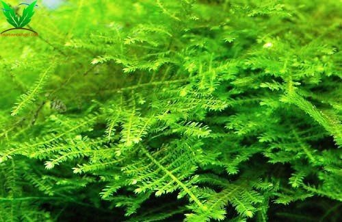 Hình ảnh Rêu Christmas – Rêu X Mas Hình ảnh Rêu Christmas – Rêu X Mas