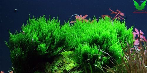 Flame Moss - Rêu lữa Flame Moss - Rêu lữa