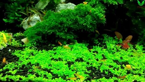 Hình Rêu Mini Taiwan – Mini Taiwan Moss Hình Rêu Mini Taiwan – Mini Taiwan Moss