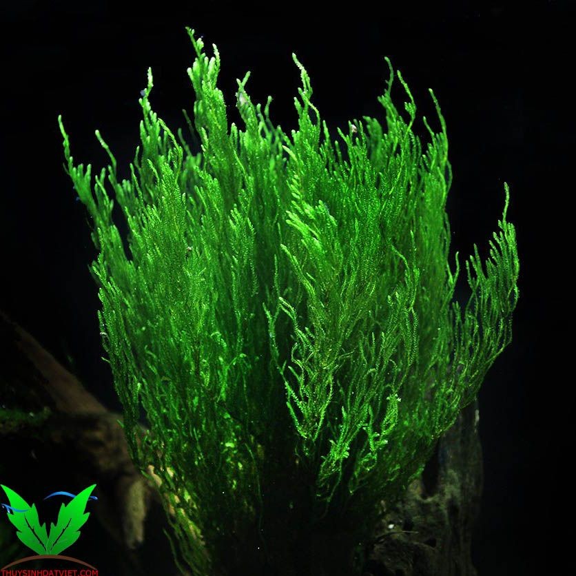 Hình Flame Moss - Rêu Lữa Hình Flame Moss - Rêu Lữa