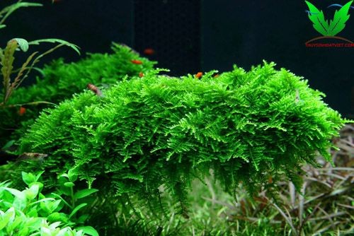 Hình ảnh Rêu Christmas – Rêu X Mas Hình ảnh Rêu Christmas – Rêu X Mas