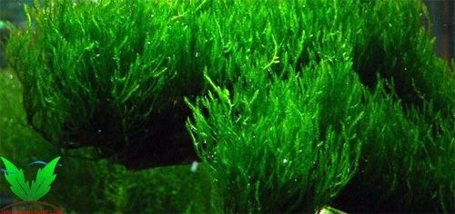 Đặc tính rêu Flame Moss- Rêu Lữa Đặc tính rêu Flame Moss- Rêu Lữa