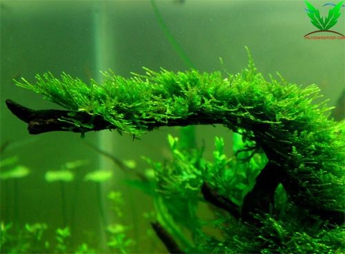 Rêu Christmas – Rêu X Mas dùng buộc lũa tạo bố cục hồ thủy sinh Rêu Christmas – Rêu X Mas dùng buộc lũa tạo bố cục hồ thủy sinh