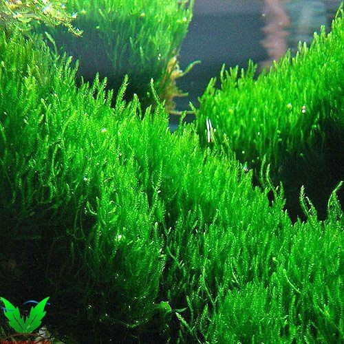 Hình Flame Moss - Rêu Lữa Hình Flame Moss - Rêu Lữa