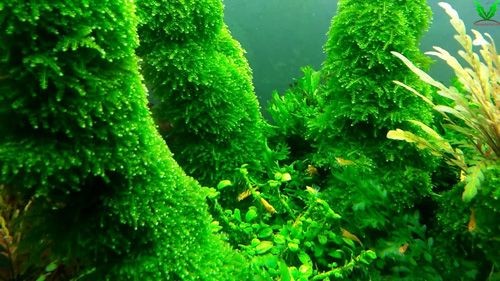 Hồ thủy sinh với rêu Mini Taiwan – Mini Taiwan Moss quá đẹp Hồ thủy sinh với rêu Mini Taiwan – Mini Taiwan Moss quá đẹp