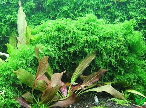 Hình ảnh rêu weeping - weeping moss Hình ảnh rêu weeping - weeping moss