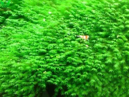 Rêu Us Fiss – Us Fissidens Rêu Us Fiss – Us Fissidens