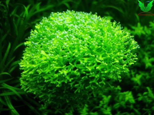 Màu sắc của Rêu Riccia - Riccia Moss rất nổi bật Màu sắc của Rêu Riccia - Riccia Moss rất nổi bật