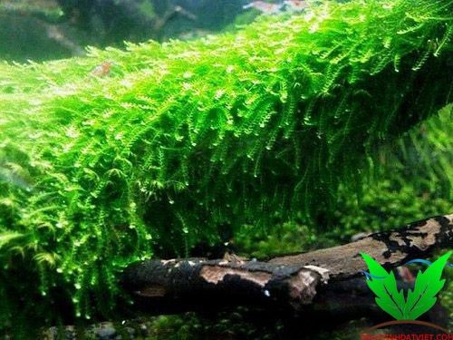 Hình rêu weeping Hình rêu weeping