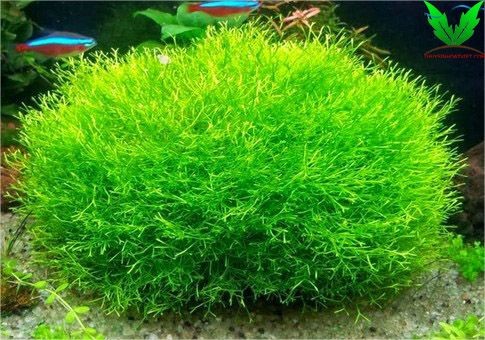 Rêu Riccia dễ trồng , dễ chăm sóc Rêu Riccia dễ trồng , dễ chăm sóc