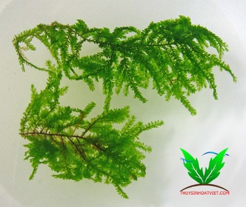 Hình tán rêu weeping Hình tán rêu weeping