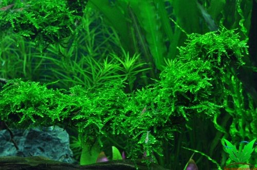 rêu weeping - weeping moss - hình 2 rêu weeping - weeping moss - hình 2