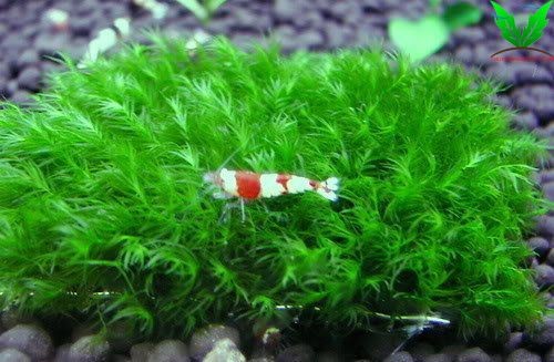 Tép rất thích bụi rêu Us Fiss Tép rất thích bụi rêu Us Fiss