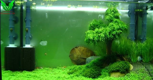 Rêu weeping buộc lên lũa Rêu weeping buộc lên lũa