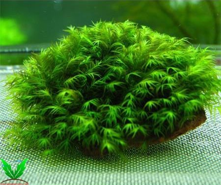 Hình ảnh rêu Us Fiss - Us Fissidens trên đá Hình ảnh rêu Us Fiss - Us Fissidens trên đá