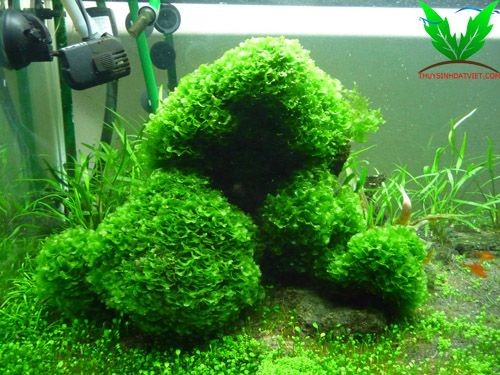 Rêu Pelia - Đại Lộc Giác Đài được buộc lên lũa hoặc đá Rêu Pelia - Đại Lộc Giác Đài được buộc lên lũa hoặc đá