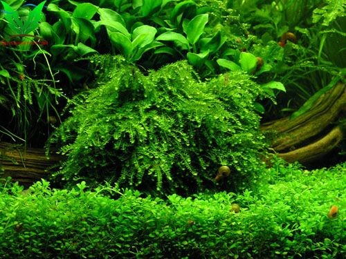 rêu weeping - weeping moss - hình 3 rêu weeping - weeping moss - hình 3