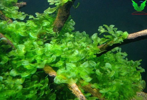 Rêu Pelia - Đại Lộc Giác Đài được buộc lên lũa hoặc đá Rêu Pelia - Đại Lộc Giác Đài được buộc lên lũa hoặc đá