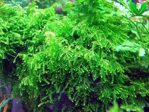 Hình rêu weeping Hình rêu weeping