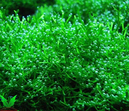 Thông tin rêu Riccia - Riccia Moss Thông tin rêu Riccia - Riccia Moss