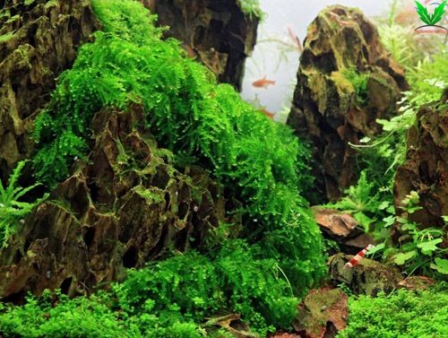 Rêu weeping dán lên đá cho rũ xuống Rêu weeping dán lên đá cho rũ xuống