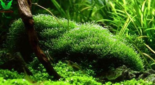 rêu Riccia là loại rêu rất dễ chơi rêu Riccia là loại rêu rất dễ chơi