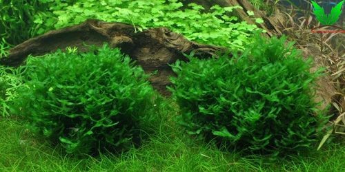 Hình rêu Pelia - Đại Lộc Giác Đài Hình rêu Pelia - Đại Lộc Giác Đài