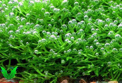 Rêu Riccia thở bong bóng khi đủ CO2 Rêu Riccia thở bong bóng khi đủ CO2