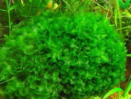 Hình rêu Pelia - Đại Lộc Giác Đài Hình rêu Pelia - Đại Lộc Giác Đài