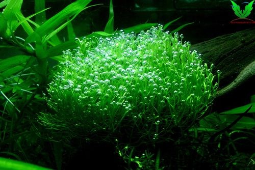 Chỉ cần 1 tế bào nhỏ là rêu Riccia có thể mộc được Chỉ cần 1 tế bào nhỏ là rêu Riccia có thể mộc được