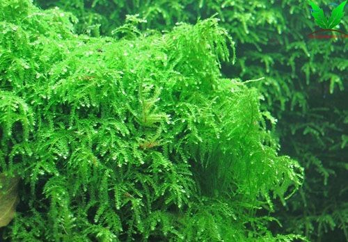 Hình rêu weeping Hình rêu weeping