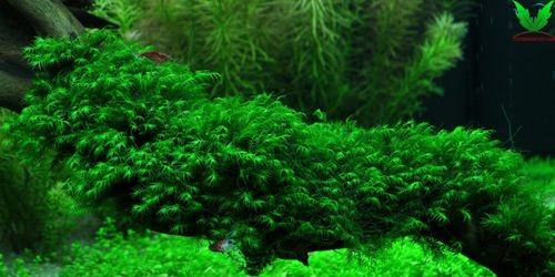 Rêu Us Fiss – Us Fissidens Rêu Us Fiss – Us Fissidens