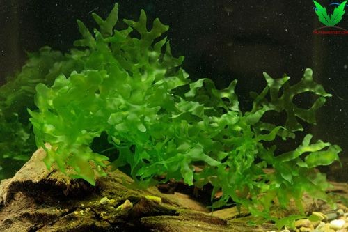 Rêu Pelia - Đại Lộc Giác Đài độc thích hợp cho người mới chơi thủy sinh Rêu Pelia - Đại Lộc Giác Đài độc thích hợp cho người mới chơi thủy sinh