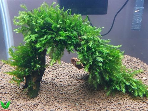 Rêu Phụng Vĩ Đài buộc lên lũa đã ra lá nước Rêu Phụng Vĩ Đài buộc lên lũa đã ra lá nước