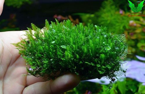 Rêu Phụng Vĩ Đài rất đẹp Rêu Phụng Vĩ Đài rất đẹp