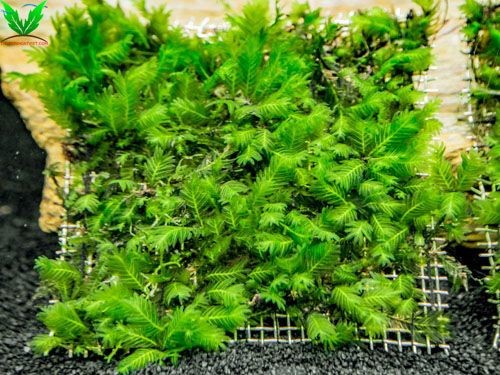 Rêu Phụng Vĩ Đài phát triển rất chậm Rêu Phụng Vĩ Đài phát triển rất chậm