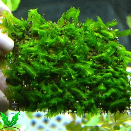 Rêu Phụng Vĩ Đài cần Co2 để phát triển Rêu Phụng Vĩ Đài cần Co2 để phát triển