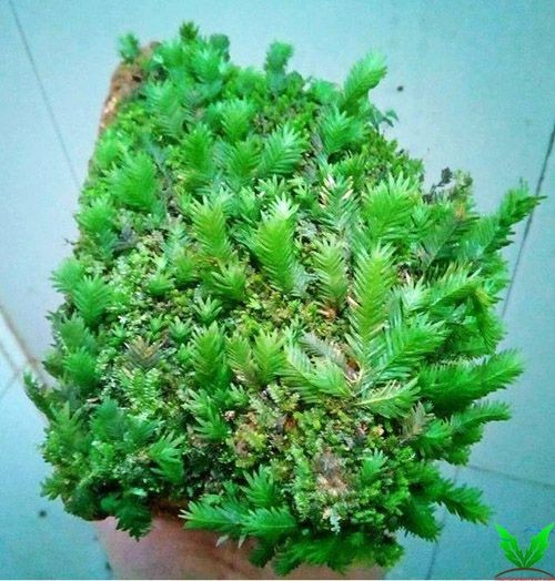 Rêu Phụng Vĩ Đài ngoài thiên nhiên Rêu Phụng Vĩ Đài ngoài thiên nhiên