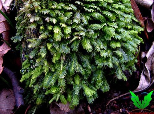 Rêu Phụng Vĩ Đài ngoài thiên nhiên Rêu Phụng Vĩ Đài ngoài thiên nhiên